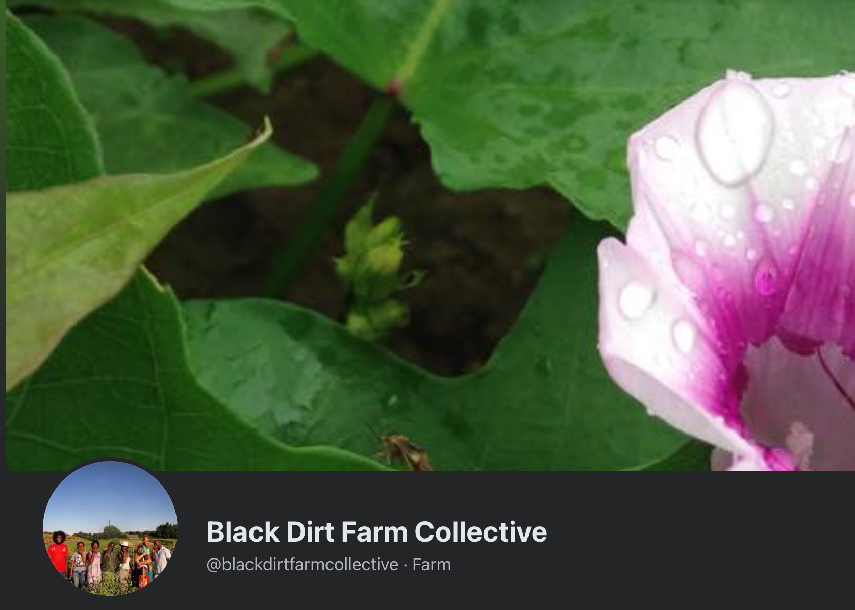 Black Dirt Farm Collective