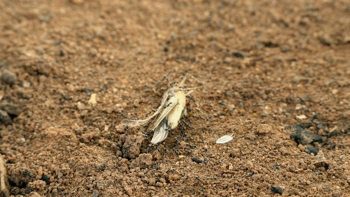 Ants carrying a grasshopper over the dry dirt ground